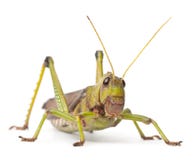 Riesige Heuschrecke, Tropidacris collaris lizenzfreie stockbilder Riesige Heuschrecke, Tropidacris collaris lizenzfreie stockbilder