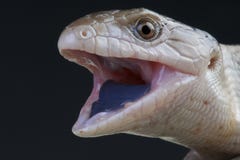Riesiger Blauzungenskink/Tiliqua-gigas stockbild Riesiger Blauzungenskink/Tiliqua-gigas stockbild