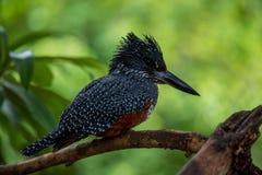 Riesiger Eisvogel, welche nach Nahrung sucht lizenzfreies stockfoto Riesiger Eisvogel, welche nach Nahrung sucht lizenzfreies stockfoto