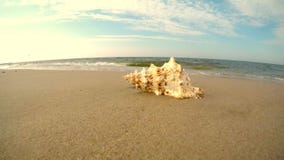 Riesiger Frosch Shell auf einem Strand Riesiger Frosch Shell auf einem Strand