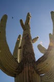 Riesiger Saguaro in Süd-Arizona stockfotos Riesiger Saguaro in Süd-Arizona stockfotos