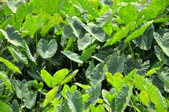 Riesiges Elefantenohr, Gigantea-Hintergrund stockfoto Riesiges Elefantenohr, Gigantea-Hintergrund stockfoto