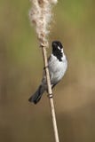 Rietgors, Reed Bunting comum, schoeniclus do Emberiza fotografia de stock royalty free Rietgors, Reed Bunting comum, schoeniclus do Emberiza fotografia de stock royalty free