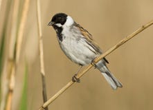 Rietgors, Reed Bunting comum, schoeniclus do Emberiza imagem de stock Rietgors, Reed Bunting comum, schoeniclus do Emberiza imagem de stock
