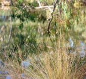 Riflessioni ancora di fiume dell'acqua dell'erba e dell'albero immagine stock Riflessioni ancora di fiume dell'acqua dell'erba e dell'albero immagine stock