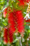 Rigidus Callistemon в Греции стоковое изображение Rigidus Callistemon в Греции стоковое изображение