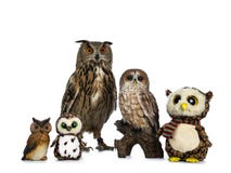 Rij/inzameling van uilen; gevulde dieren, de ceramische die en de uil/bubozitting van buboturcomanus van Turkmenian Eagle op witt royalty-vrije stock afbeelding Rij/inzameling van uilen; gevulde dieren, de ceramische die en de uil/bubozitting van buboturcomanus van Turkmenian Eagle op witt royalty-vrije stock afbeelding
