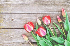 Rij van heldere rijke rode tulpenbloemen op stam Houten achtergrond met scopy tekstruimte De welkom lente en de zomer De bedelaar royalty-vrije stock foto's Rij van heldere rijke rode tulpenbloemen op stam Houten achtergrond met scopy tekstruimte De welkom lente en de zomer De bedelaar royalty-vrije stock foto's
