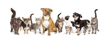 Rij van Katten en Honden samen op Wit royalty-vrije stock afbeelding Rij van Katten en Honden samen op Wit royalty-vrije stock afbeelding
