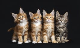 Rij van vier Maine Coon-katten stock fotografie Rij van vier Maine Coon-katten stock fotografie