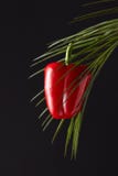Rijpe die Spaanse peper op een groene palmtak rond een zwarte achtergrond met een exemplaarruimte wordt voorgesteld Het concept o royalty-vrije stock foto's Rijpe die Spaanse peper op een groene palmtak rond een zwarte achtergrond met een exemplaarruimte wordt voorgesteld Het concept o royalty-vrije stock foto's
