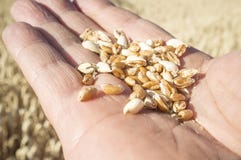 Rijpe landbouwershand die een handvol enkel geplukte tarwekorrels houden stock afbeelding Rijpe landbouwershand die een handvol enkel geplukte tarwekorrels houden stock afbeelding