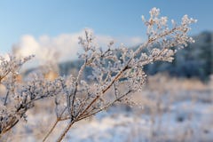 Rime on the plants royalty free stock image Rime on the plants royalty free stock image