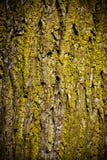 Rind Of The Tree Stock Image