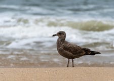 Ring Billed Gull fotografia stock Ring Billed Gull fotografia stock