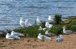 RIng Billed Gulls Or Larus Delawarensis op Sandy Shore Royalty-vrije Stock Afbeelding RIng Billed Gulls Or Larus Delawarensis op Sandy Shore Royalty-vrije Stock Afbeelding