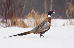 Ring-necked Pheasant Royalty Free Stock Photo