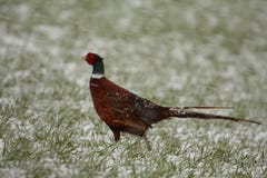 Ring Necked Pheasant In The Snow Stock Photos