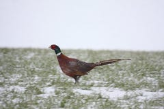 Ring Necked Pheasant In The Snow Royalty Free Stock Image