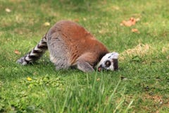 Ring-tailed Lemur Royalty Free Stock Photo