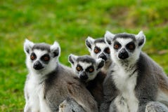 Ring-tailed Lemur Family Royalty Free Stock Image