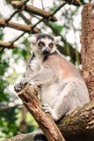 Close up of a Ring-tailed Lemur Relaxing on a Log