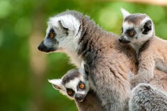 Ring-tailed Lemur With Her Cute Babies Royalty Free Stock Photography