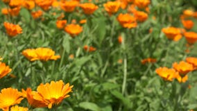Ringelblumenkraut-Betriebsblüte bewegt sich in Wind in der ländlichen Gartenplantage 4K stock footage Ringelblumenkraut-Betriebsblüte bewegt sich in Wind in der ländlichen Gartenplantage 4K stock footage