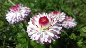 Rings of flowers royalty free stock images Rings of flowers royalty free stock images