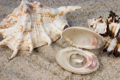 Rings In Seashell Royalty Free Stock Image