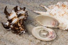 Rings In Seashell Stock Photography
