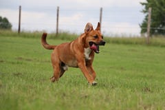 Rinnande brun blandad hund royaltyfria foton Rinnande brun blandad hund royaltyfria foton