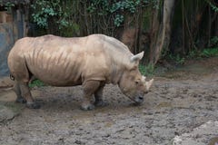 Rinoceronte bianco allo zoo Taipei fotografie stock Rinoceronte bianco allo zoo Taipei fotografie stock