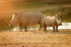 Rinoceronte bianco con il vitello nel Sudafrica fotografie stock Rinoceronte bianco con il vitello nel Sudafrica fotografie stock