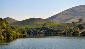 Rio de Douro e os vinhedos imagens de stock Rio de Douro e os vinhedos imagens de stock