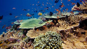 Riot of underwater life. Diversity of form, fabulous colors of soft corals and colorful school of fishes. Papua Niugini, Indonesia royalty free stock photos Riot of underwater life. Diversity of form, fabulous colors of soft corals and colorful school of fishes. Papua Niugini, Indonesia royalty free stock photos
