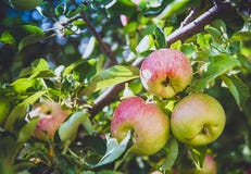 Ripe apples are hanging on a branch, close-up royalty free stock image Ripe apples are hanging on a branch, close-up royalty free stock image