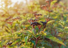 Ripe black elderberries on the bushes in the sun. Blurred focus, medicinal plants