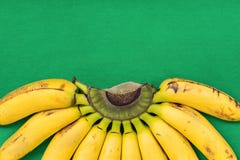 Ripe Colorful Bunch of Gros Michel Baby Bananas on Branch on Vibrant Green Background. Beautiful Semi Circle Pattern. Healthy Diet Stock Images Ripe Colorful Bunch of Gros Michel Baby Bananas on Branch on Vibrant Green Background. Beautiful Semi Circle Pattern. Healthy Diet Stock Images