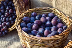 Ripe fresh purple organic plums in basket on the market. Harvest time. Fresh fruits shopping at the local outdoor farmers market Stock Images Ripe fresh purple organic plums in basket on the market. Harvest time. Fresh fruits shopping at the local outdoor farmers market Stock Images
