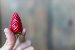 A ripe fresh strawberry in woman fingers royalty free stock image A ripe fresh strawberry in woman fingers royalty free stock image