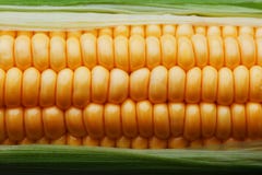 Ripe Grains Of Golden Corn Closeup, Harvest Season, Healthy Organic Nutrition Of The Ear Of Corn. Vegetarian Food Golden Textural Stock Photo