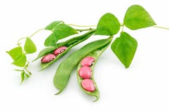 Ripe Haricot Beans With Seed And Leaves Isolated Royalty Free Stock Photos