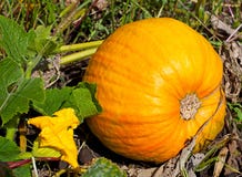 Ripe Pumpkin Lies In A Farm Field, Autumn Day Royalty Free Stock Photos