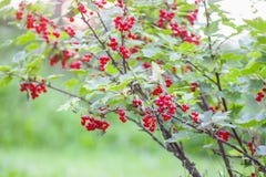 Ripe red currant in a garden. Ribes rubrum plant with ripe red berries royalty free stock photos Ripe red currant in a garden. Ribes rubrum plant with ripe red berries royalty free stock photos