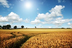 Ripe wheat field on a summer day