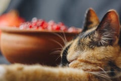Ripe whole red pomegranate, pomegranate seeds in a ceramic bowl and a three-colored cat lying on a black cloth background, stock image Ripe whole red pomegranate, pomegranate seeds in a ceramic bowl and a three-colored cat lying on a black cloth background, stock image