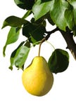 Ripe Yellow Pear On A Branch Royalty Free Stock Photography