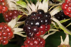 Ripening blackberry red and black fruits royalty free stock image Ripening blackberry red and black fruits royalty free stock image
