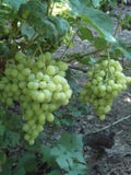 Ripening large bunches of grapes in the vineyard. stock photo Ripening large bunches of grapes in the vineyard. stock photo